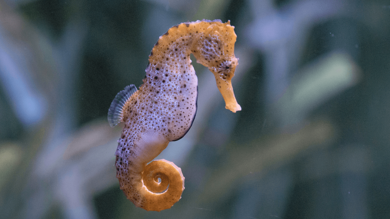 How do male seahorse give birth