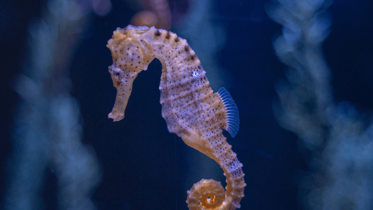Why do male seahorse give birth