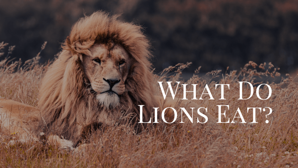 What do Lions eat?