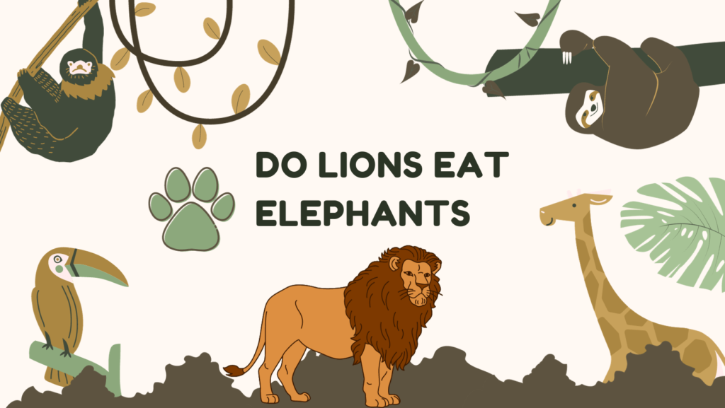 Do Lions eat Elephants