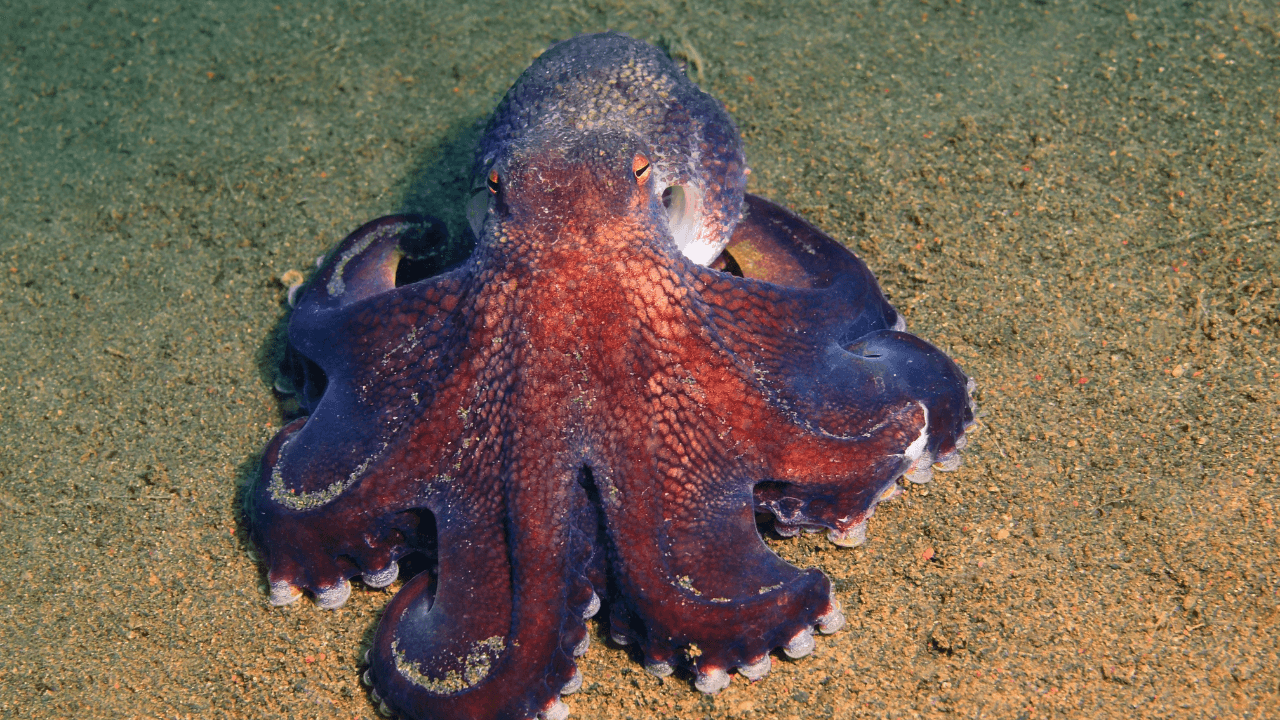 Octopus Heart