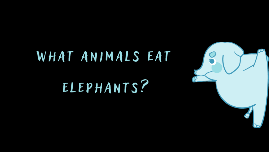 What Animals eat Elephants