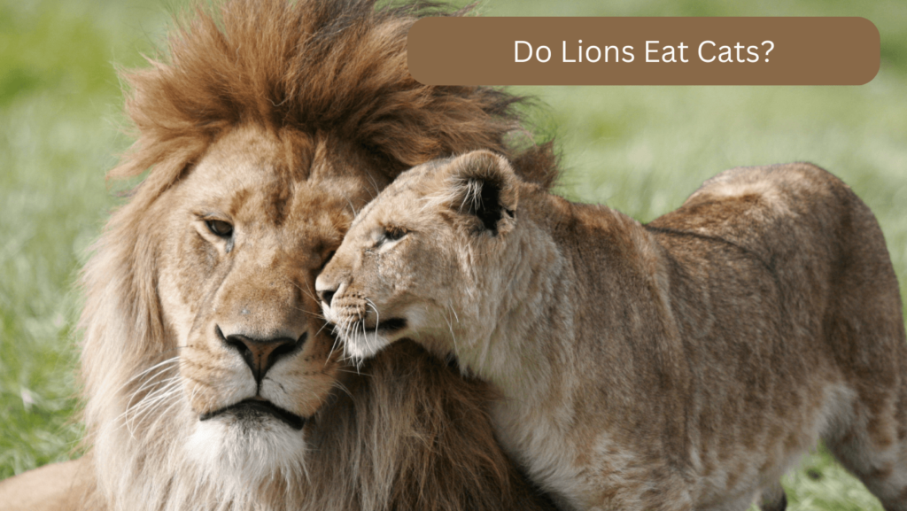 lions vs cats