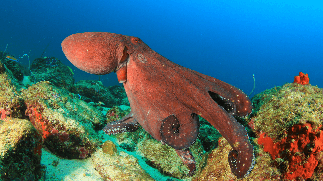 Are Red Octopus Carnivore