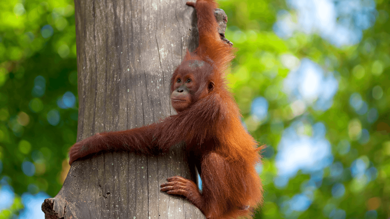 Baby Orangutan Crying