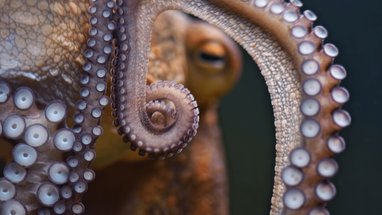 Octopus Brain