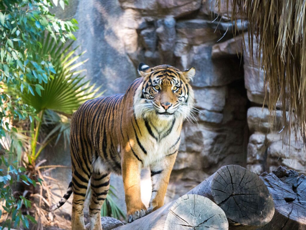 bengal tiger lifespan