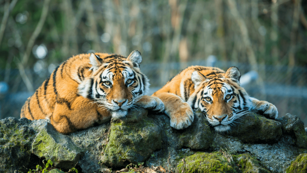 conservation of tigers