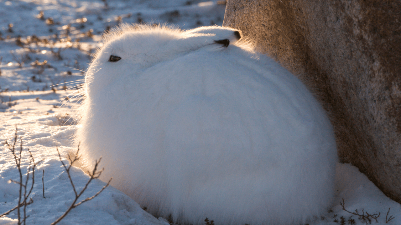 hare arctic animals