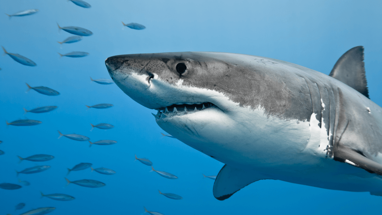 shark ocean animal