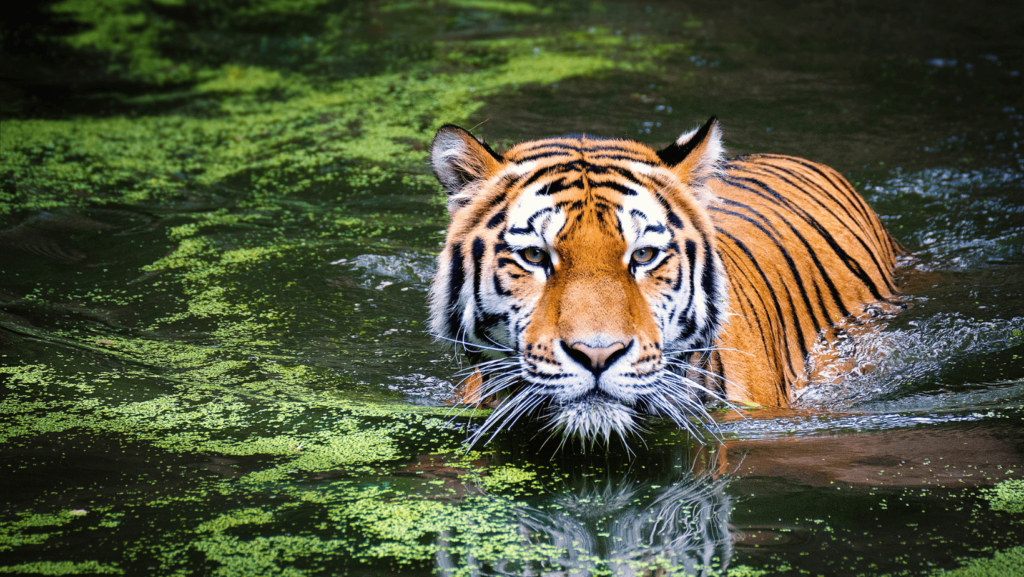swimming ability of tigers