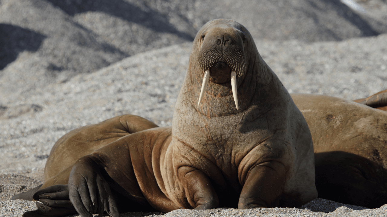 walrus arctic animals