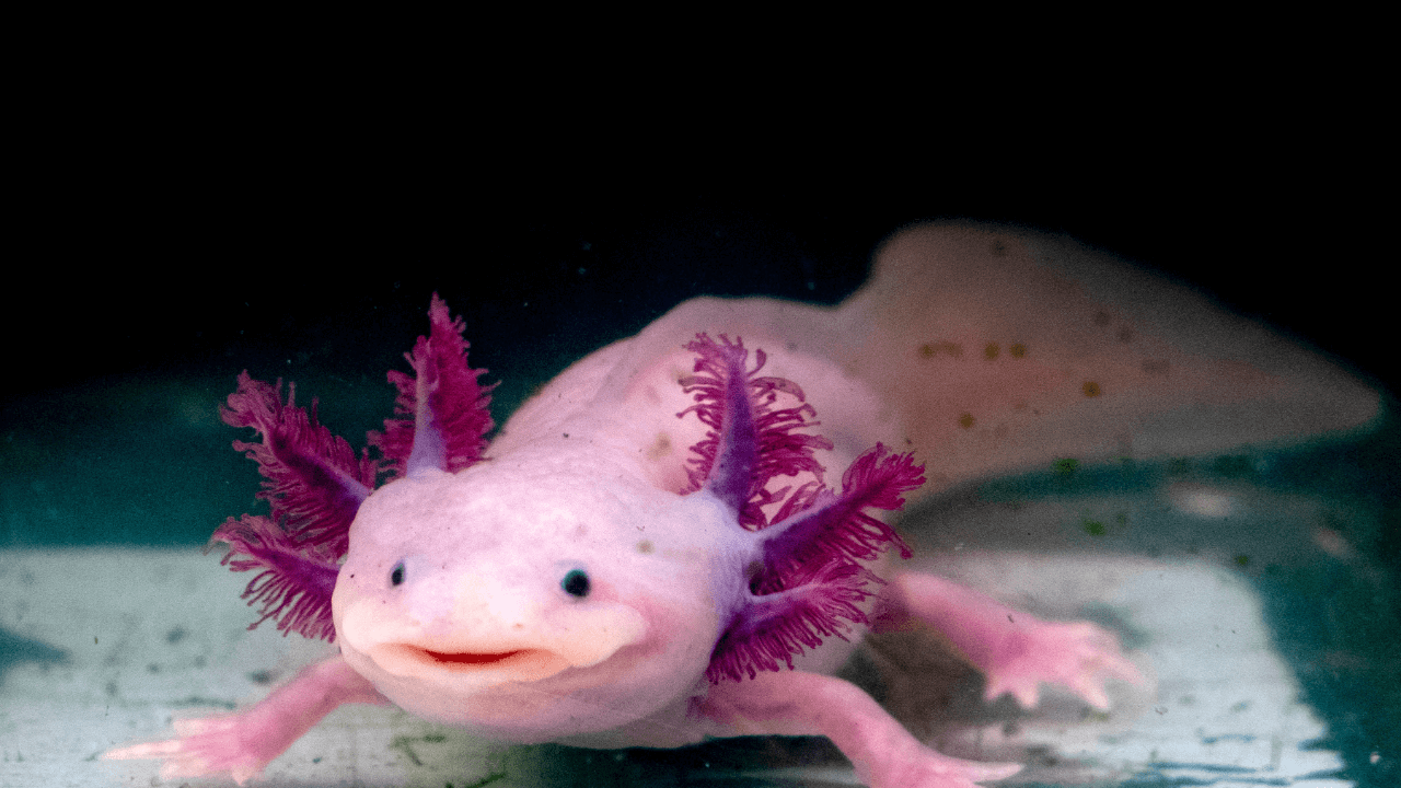 axolotl unique animal