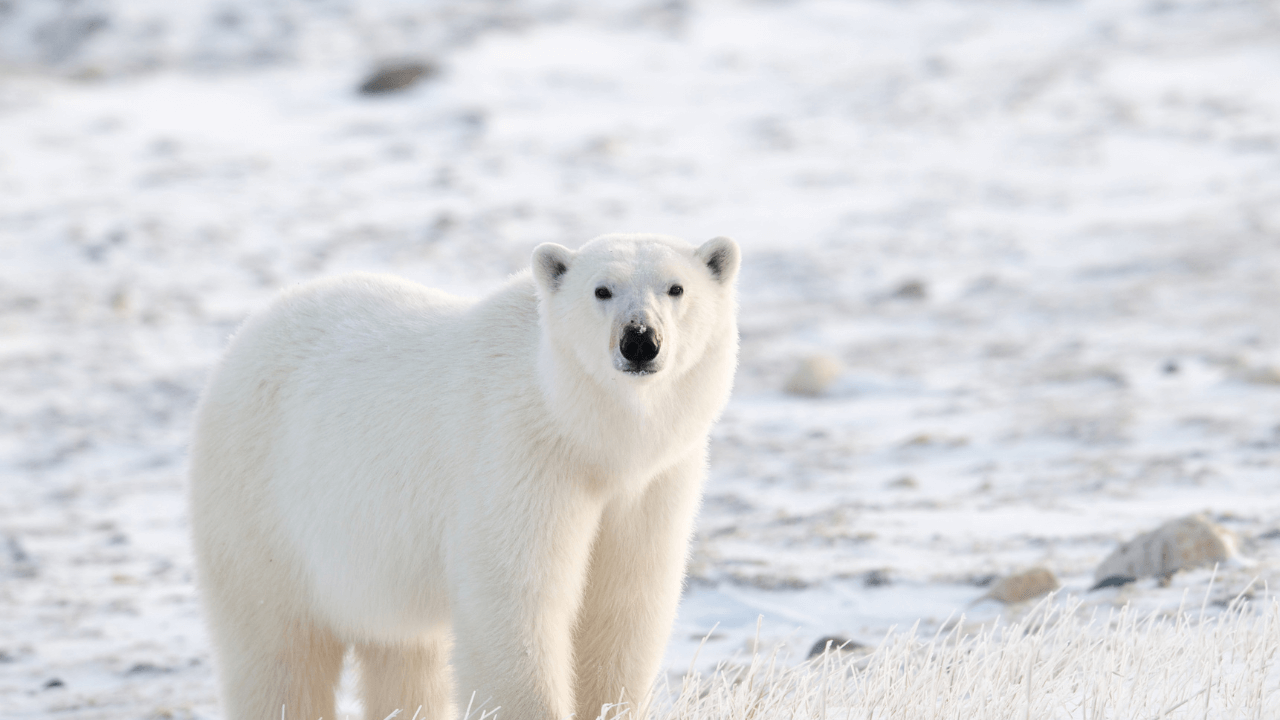 bear tundra animals