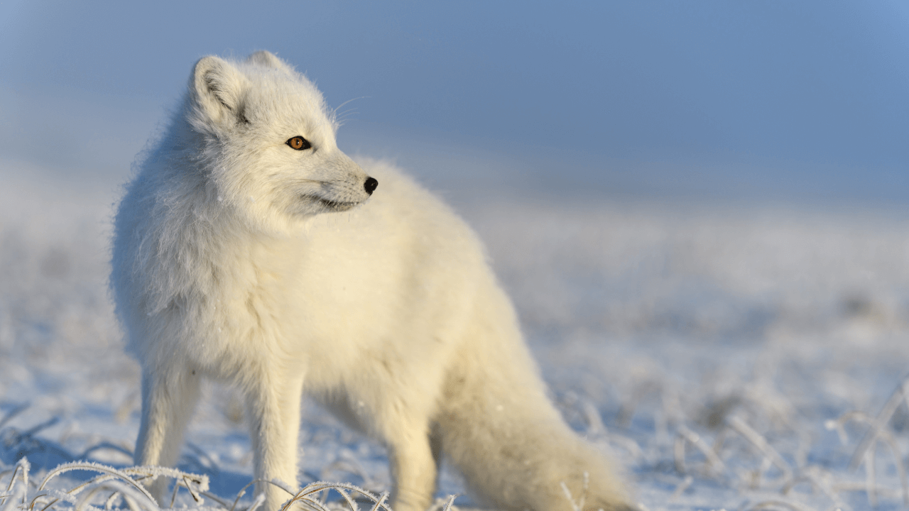 fox tundra animals