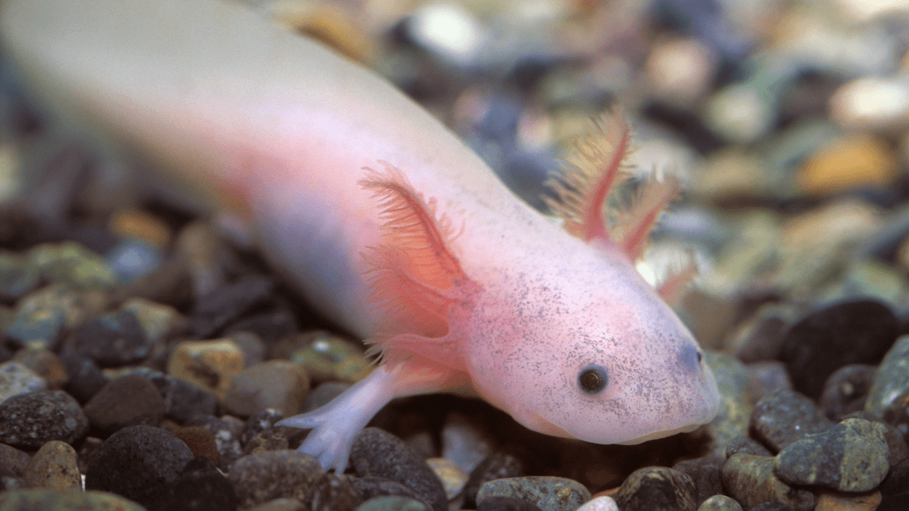 axolotl pets